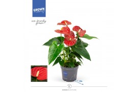 Anthurium andr. karma red