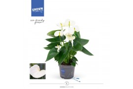 Anthurium andr. karma white