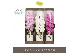 Phalaenopsis mix Formidablo Mix - 1 tak, 12+ bloem - Molise White - Sh