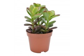 Crassula ovata minor