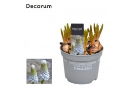 Muscari White Spear 10pp - Decorum