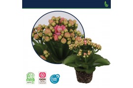 Kalanchoe calandiva roze zonder hoes