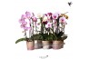 Phalaenopsis elegant cascade 2 tak niagara fall mix kolibri orchids