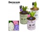 Arrangementen hyacinthus Paint Mini HL19660 [LOVELY COLORS]