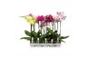 Phalaenopsis mix Funda A2 1-2T Mix 40 cm 5 bl. 1 tak/plnt