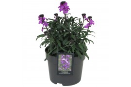 Erysimum linfolium bowles mauve