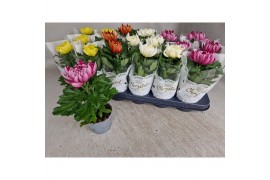 Chrysanthemum ind. cosmo mix met hoes