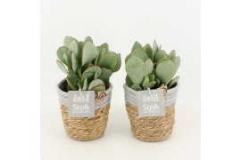 Crassula arborescens in basket