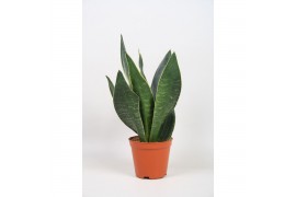 Sansevieria trifasciata Dark Diamond