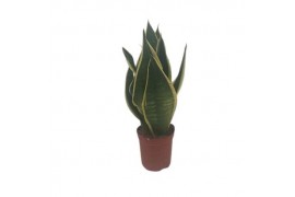 Sansevieria trifasciata Sansevieria Futura Black