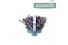 Campanula port. ambella intens purple Pink 3-Pack