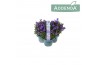 Campanula port. ambella intense purple addenda 3-pack