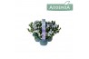 Campanula port. ambella white addenda 3-pack