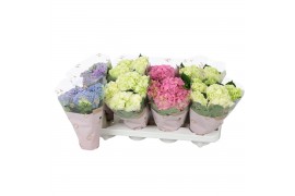 Hydrangea macr. mix Mix 3-5 Bloem - 3 Kleur