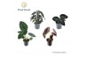 Alocasia mix 3-4 soorten