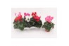 Cyclamen pers. super serie vintro mix diam.30cm