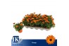 Osteospermum sunny classic cilia Oranje - TST