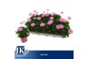 Osteospermum cape daisy softly pink improved Soft Pink - TST