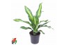 Dracaena fragr. burley