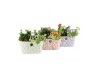 Arrangementen tuinplanten 11451: Outdoor spring arrangement 2 pp