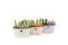 Arrangementen tuinplanten 11449: Outdoor spring arrangement 2 pp