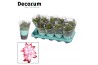 Schlumbergera rood decorum met hoes