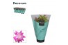 Schlumbergera roze feel green decorum