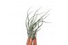 Tillandsia ehlersiana